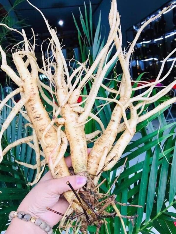 Sâm Dây Ngọc Linh