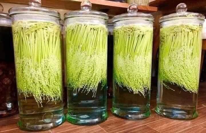 đòng đòng non 1kg rừng vàng