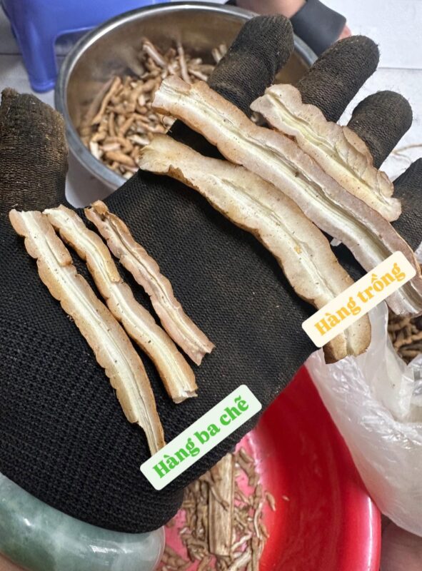 Thịt của củ ba kích trồng và ba kích trồng lâm nghiệp