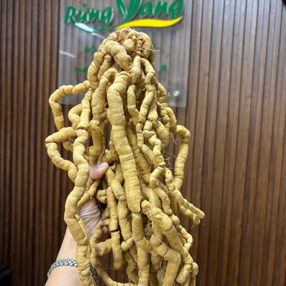 Củ ba kích tím trồng Lâm Nghiệp - Ba kích trồng bán tự nhiên