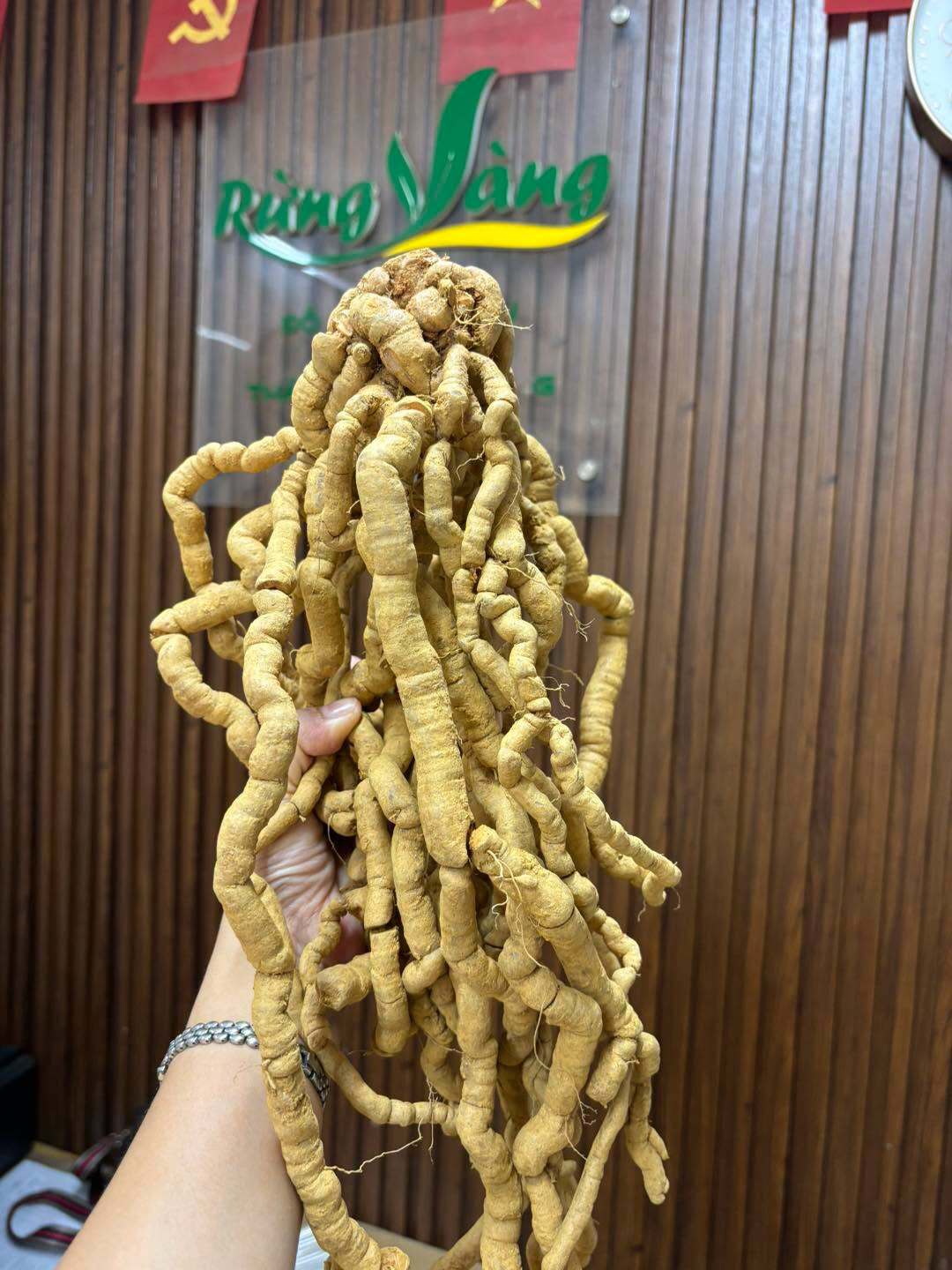 Củ ba kích tím trồng Lâm Nghiệp - Ba kích trồng bán tự nhiên Củ ba kích tím trồng Lâm Nghiệp - Ba kích trồng bán tự nhiên