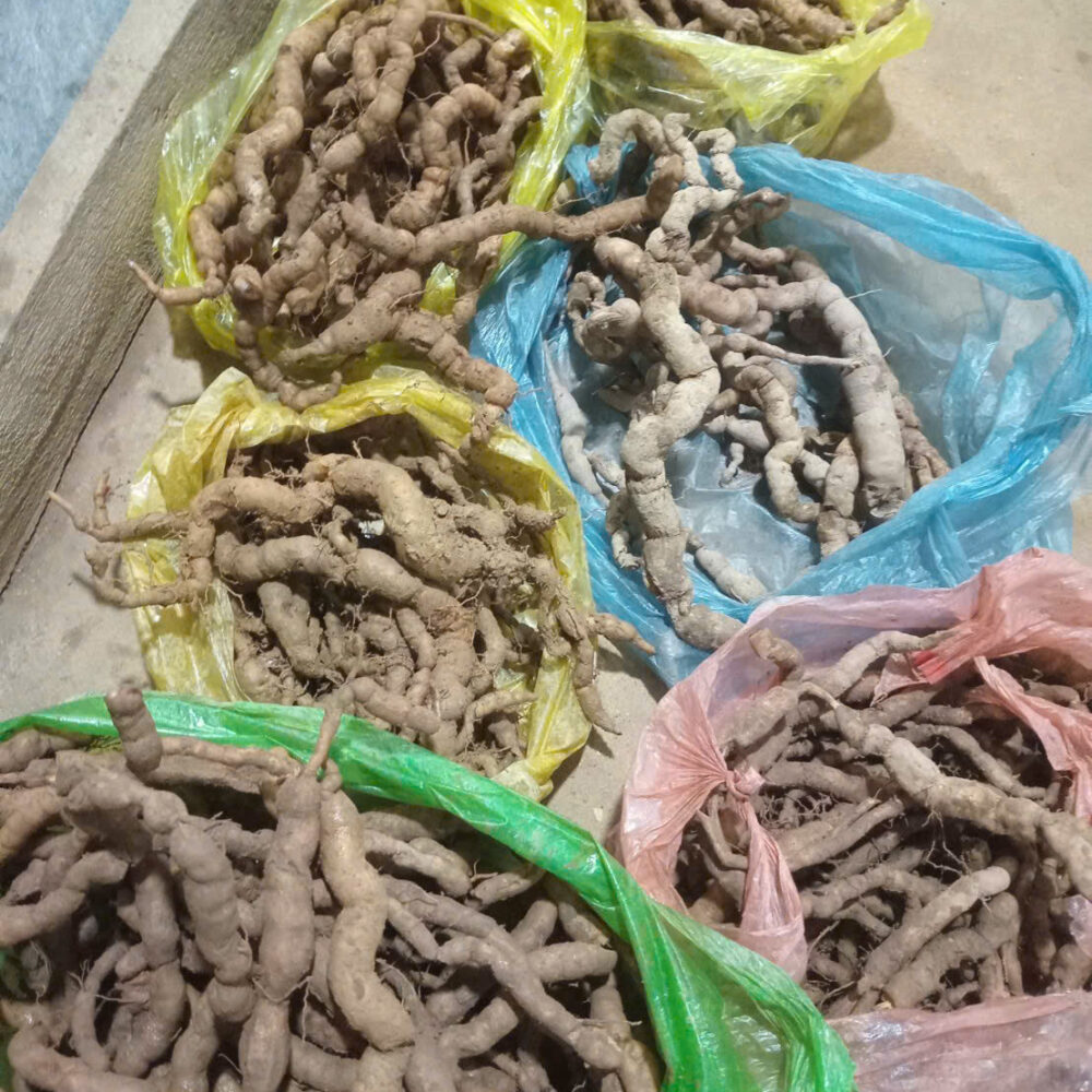 ba kích rừng Quảng Ninh