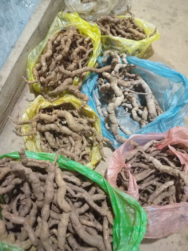 ba kích rừng Quảng Ninh