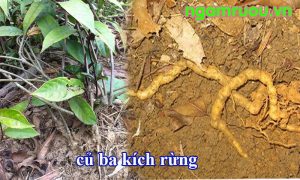 củ ba kích rừng tươi tự nhiên