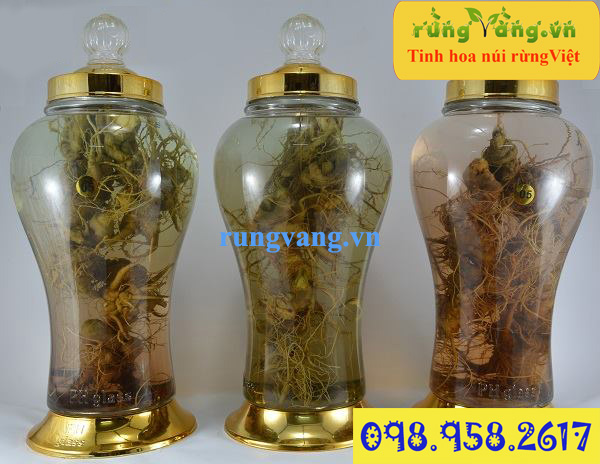 củ tam thất bắc tươi ngâm riệu